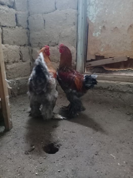 Брам, брамма продам Петухи