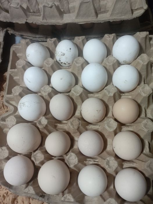 Соберу инкубационное яйцо микс