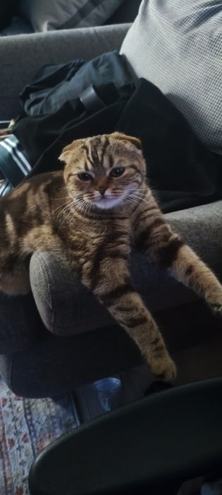 Пропала  КОШКА!!!