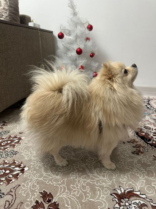 Продам немецкого шпица, мальчик