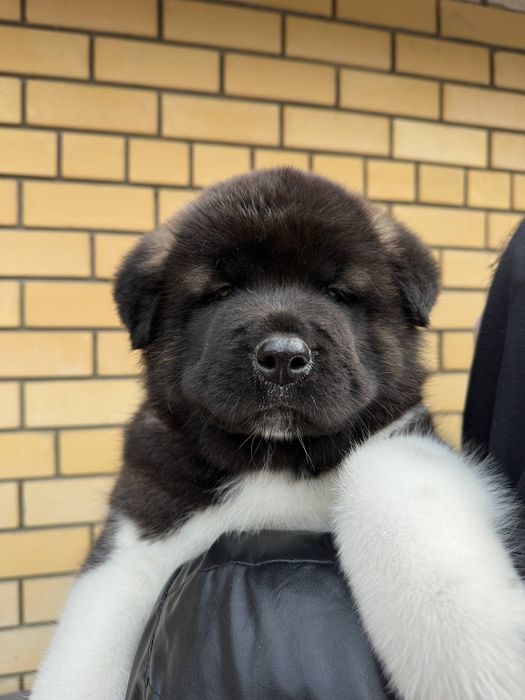 Зенки Американской Акиты