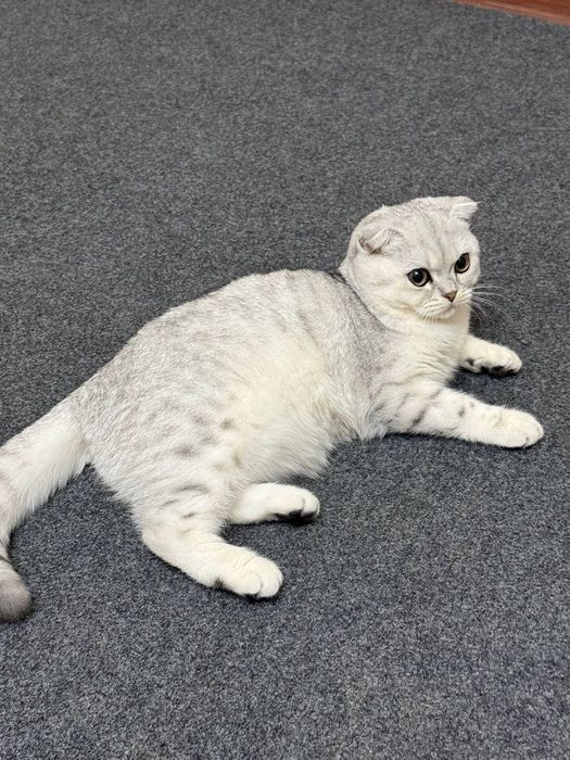 Viyazka!!! Toza qonli shinshilla