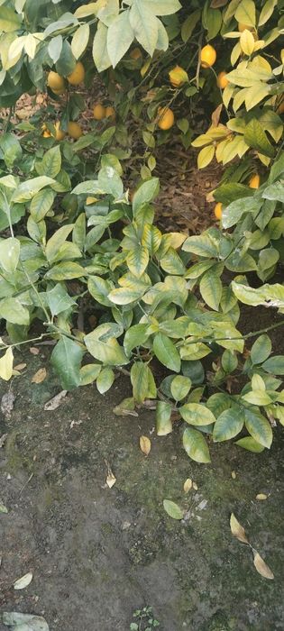 Лимон  кучатлари сотилади