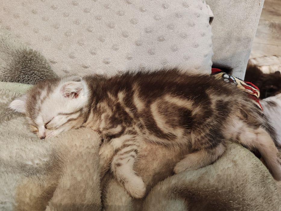 Пародистый красавец мальчик