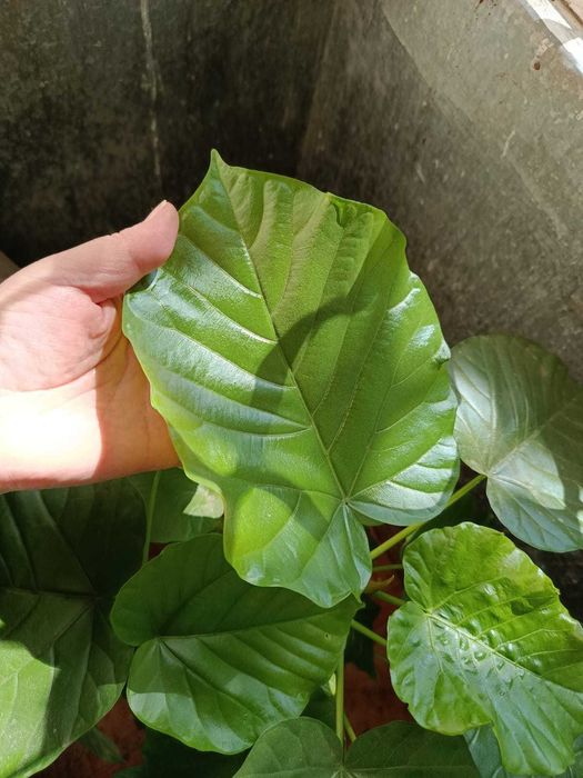 Фикус Умбелата (Ficus umbellata), Ficus triangularis Coconut Cream