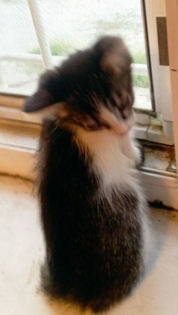 Котята бесплатно