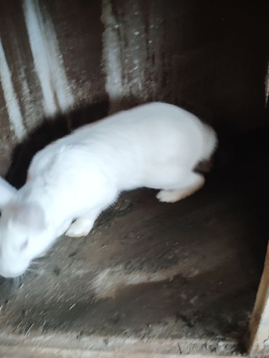 Hikol quyolari sotiladi