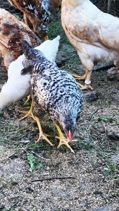 Vând cocoșei moțați