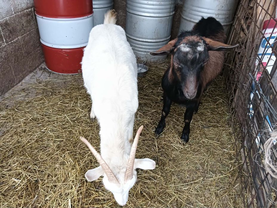 Capre saneen originala