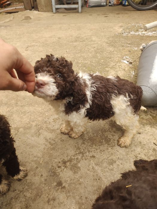 Лагото Романьол гр. Монтана