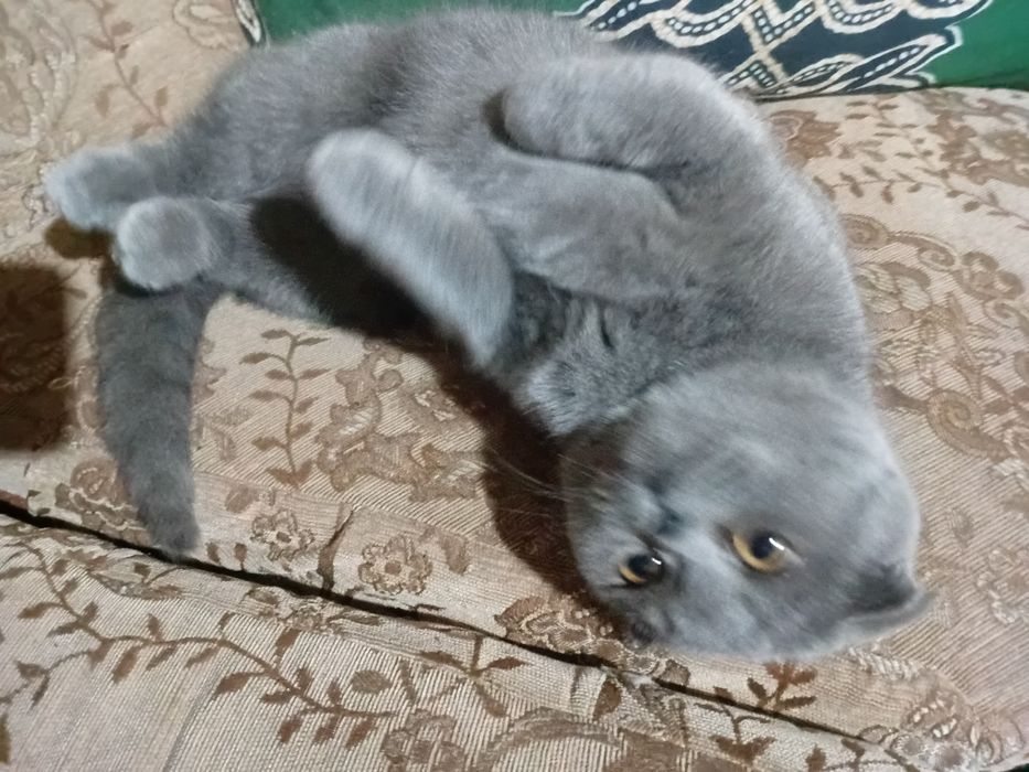 Scottish fold garantiya beriladi