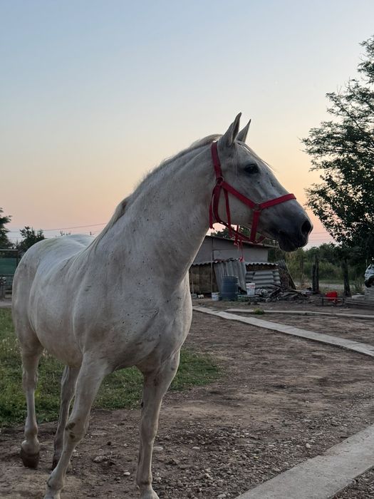 Iapă lipițeancă de vânzare