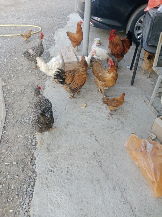 Продам домашние кури