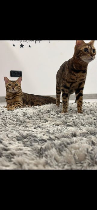 Pisica rasa bengal