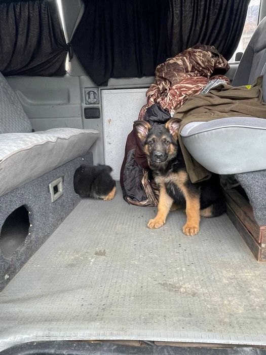 Продам щенков Немецкой Овчарки