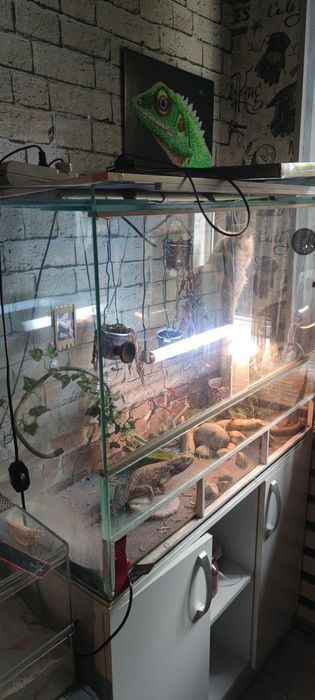 Продаётся самец агамы с террариумом