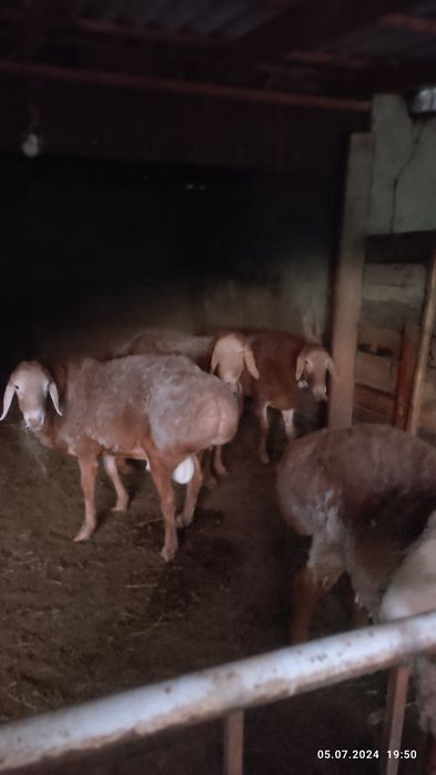 продам  кошкар  гиссар