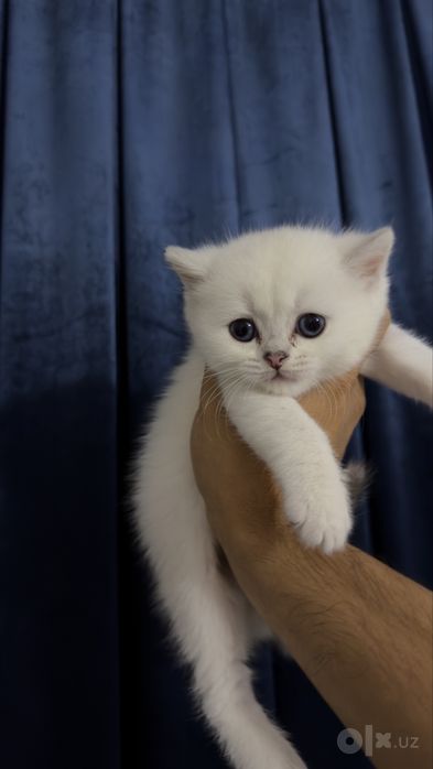 Котята шиншиллы - ( серебристый окрас)