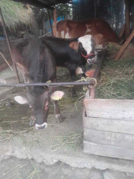 Animale de vânzare