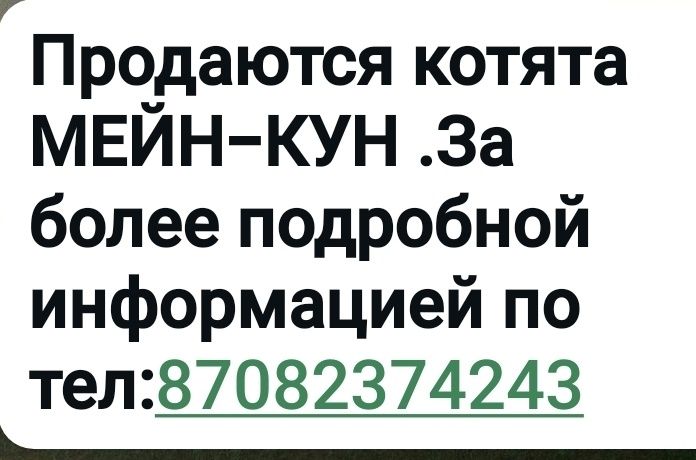 Продам котят Мейн-Кун