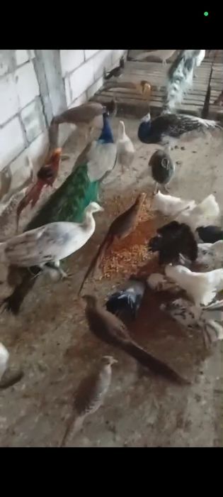Vand sau schimb găini ..fazani...pauni