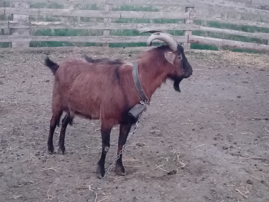 Vand oi karacul cu sulfok