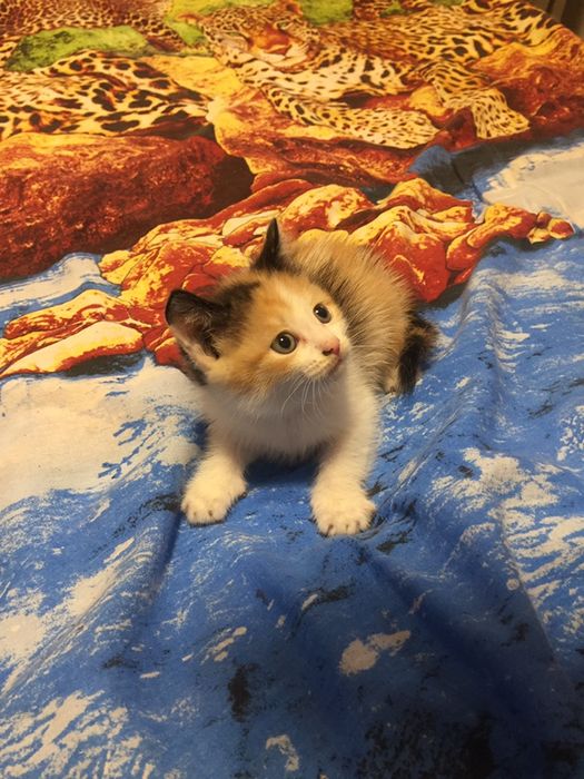 ПОРОДИСТЫЕ котята  !!!