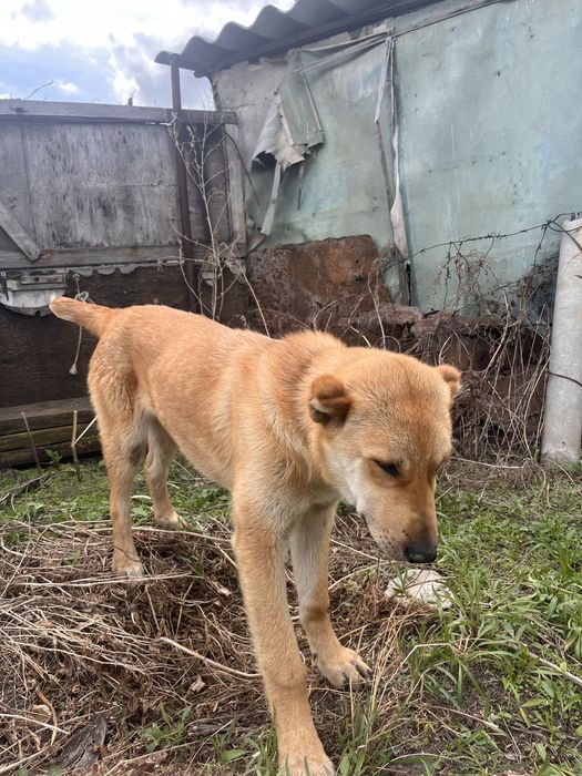 Алабай сатылады срочно