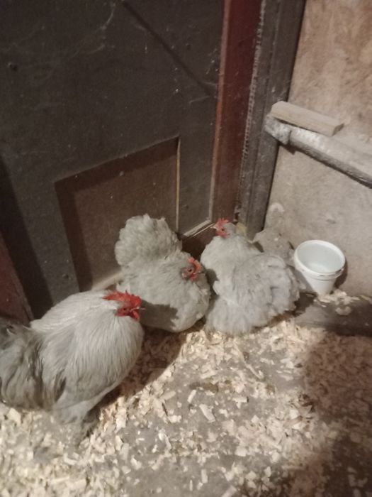 Pui de Cochinchina pitic Izabel