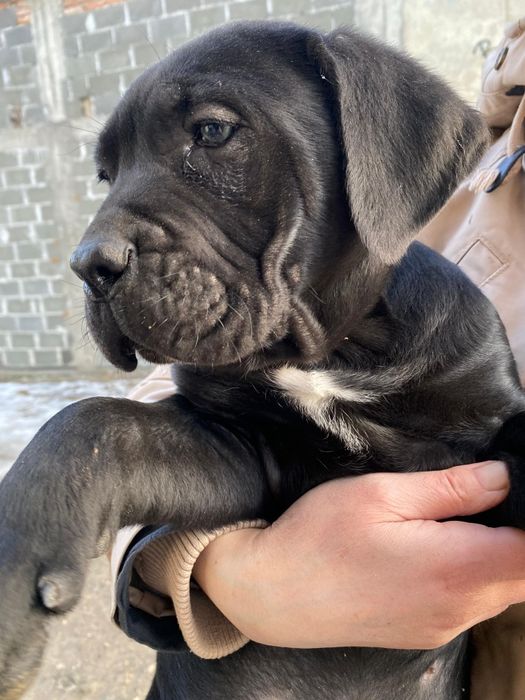 Vând pui Cane Corso mascul