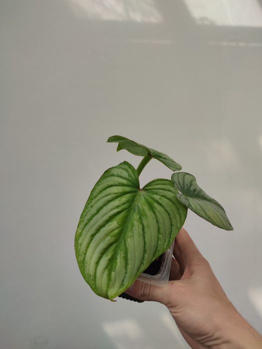 Филодендрон мамэй