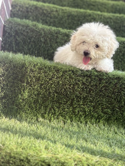 Maltipoo mini toy