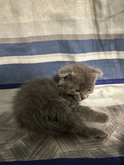 Продам котенка срочно