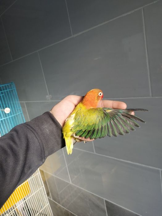 Попугай неразлучник