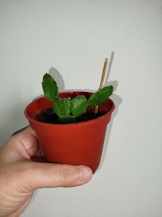 Kaktus кактус опунция