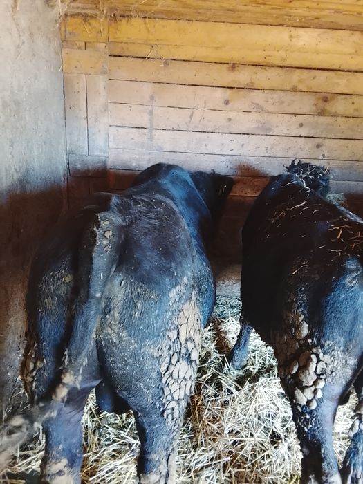 5 viței de vânzare!