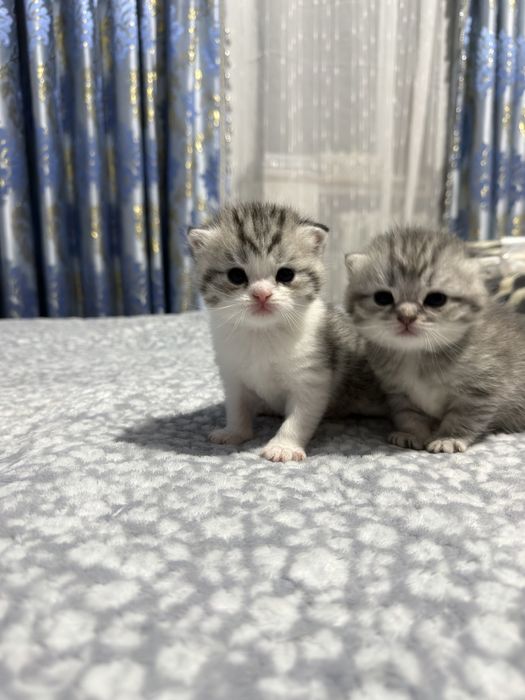 Шотландские вислоухие котята, милые плюшевые малыши