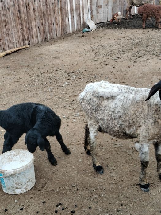 Козылы кой сатылады