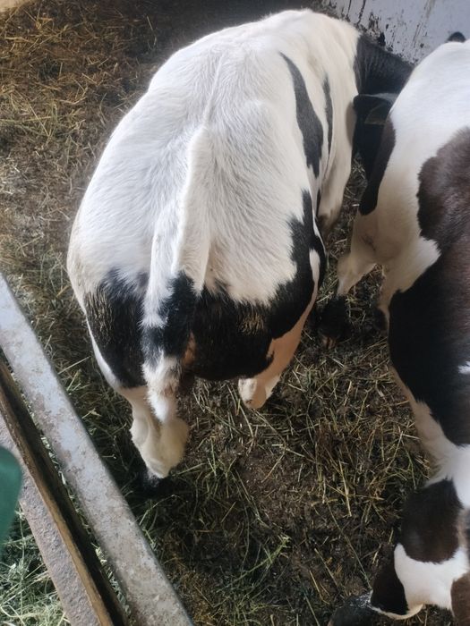 Vițică metis belgian 100...110kg