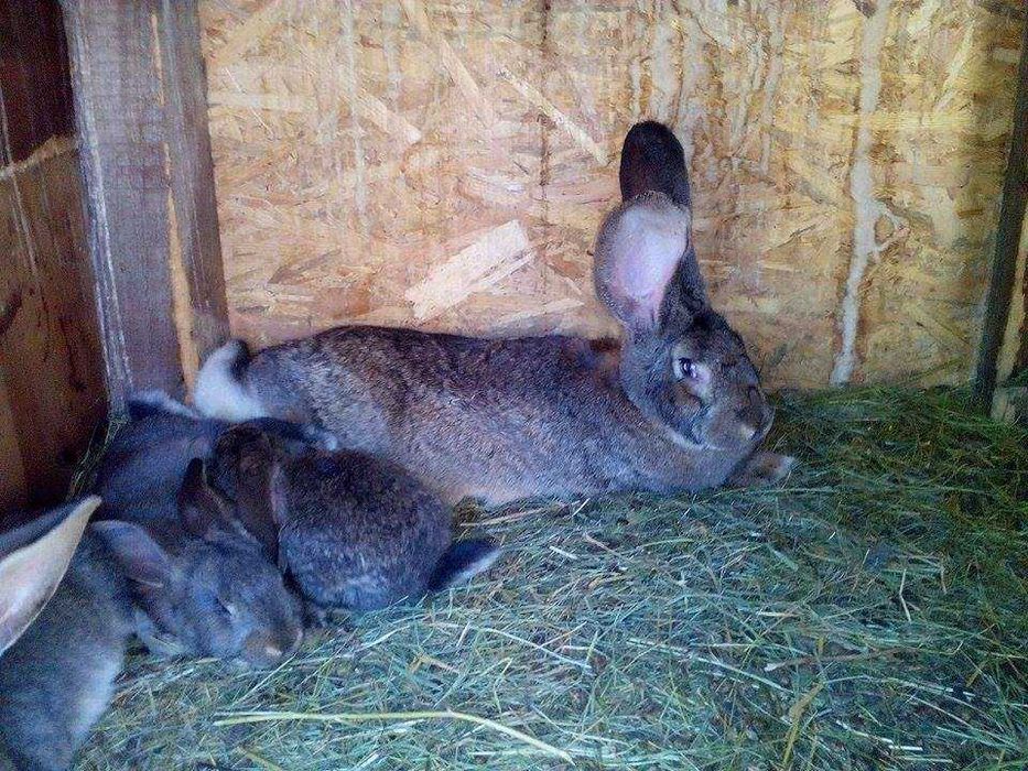 продавам зайци великани белгиски и жълти