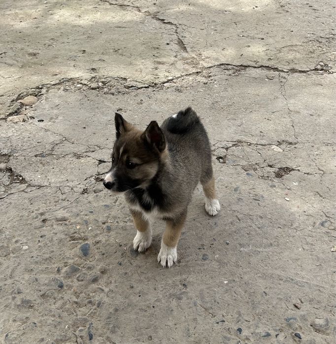 Лаика күшүк сатылад