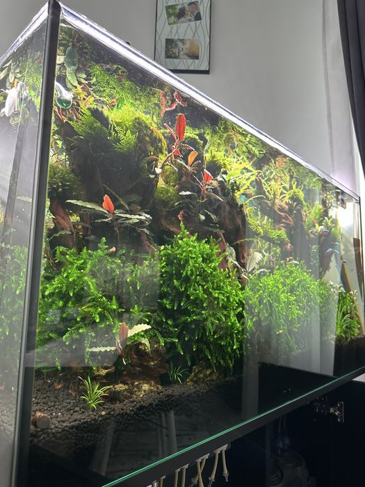 Acvariu 200 high-tecg, filtru Oase 850,lampa profesionala, co2 acvariu