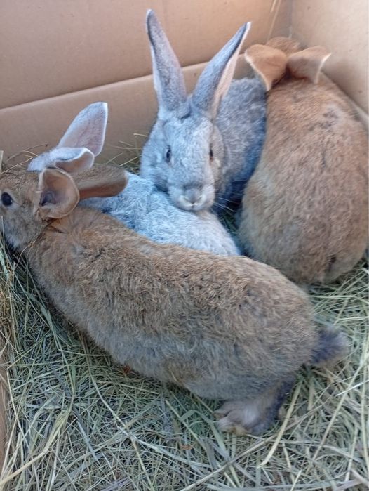 Продам кроликов и кролиху