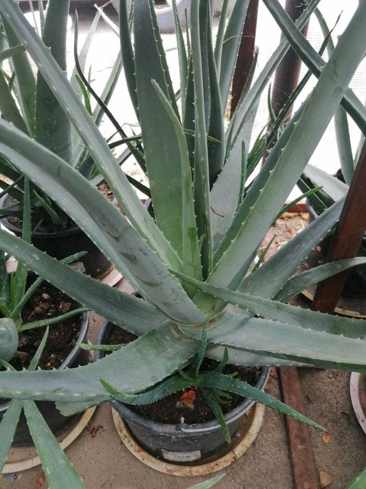 Vand aloe vera B.MILLER.  +5ANI