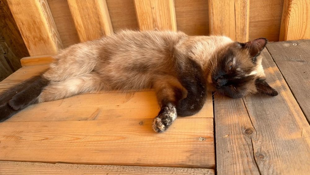 Котёнка молодая ребеночек