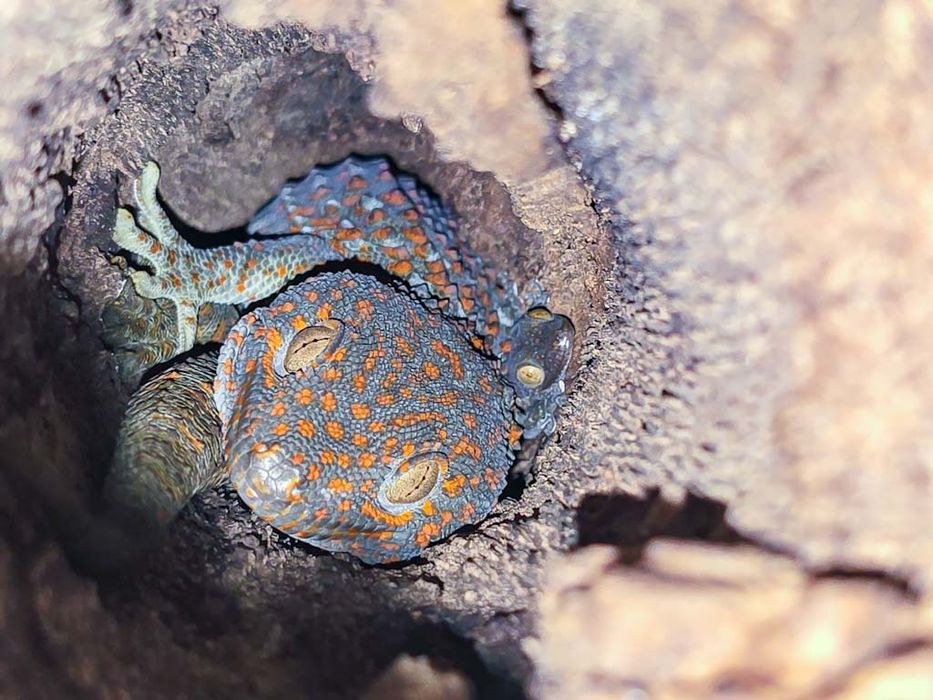 Tokay gecko/ Gekko gecko