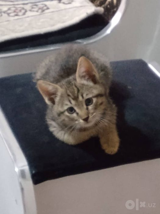 Бесплатно котята