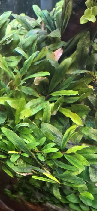 Буцефаландра  аквариумные растение