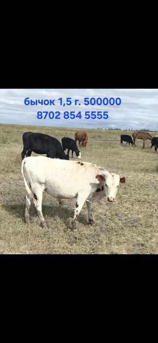 Продам корову, бычок, теленок