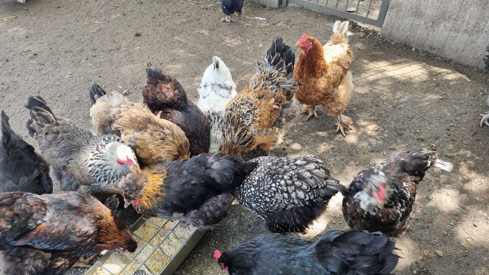 Oua de la diferite gaini de vanzare pentru incubat